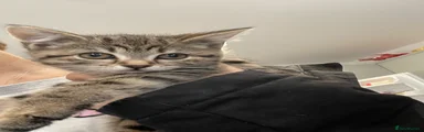 Bengal 3