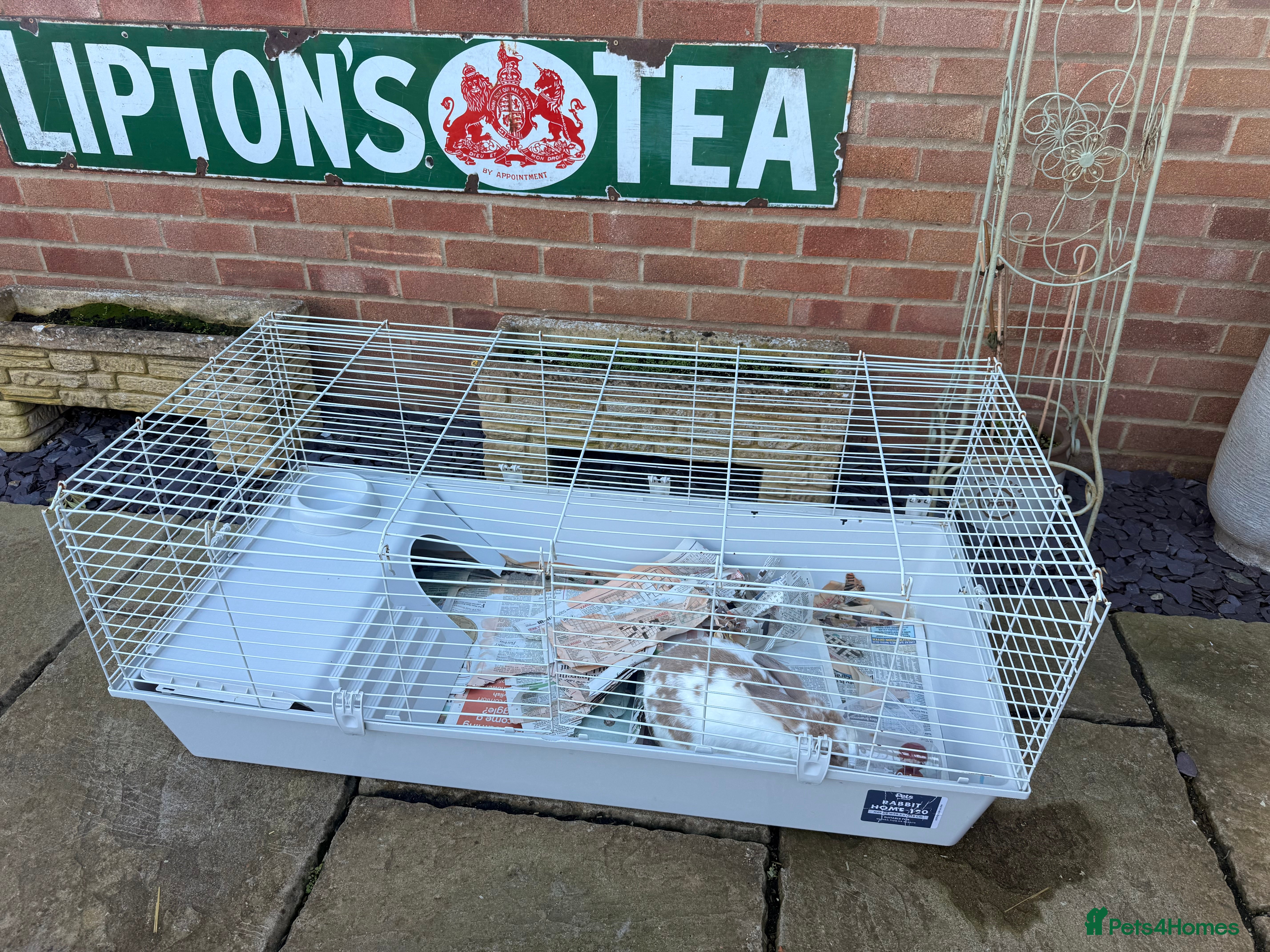 English Lop rabbits english lop beautiful rabbit Benji and cage  - Advert 3