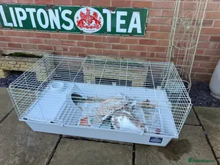 English Lop rabbits english lop beautiful rabbit Benji and cage - Advert 3