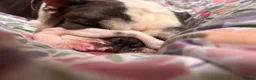 Mixed Breed dogs for sale: English Bulldog Monty - Advert 2