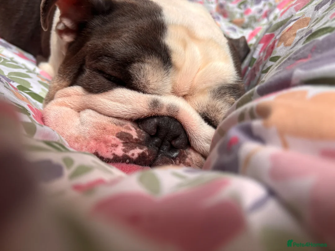 Mixed Breed dogs for sale: English Bulldog Monty - Advert 2