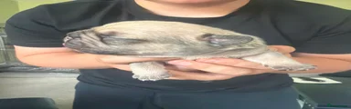 French Bulldog 1