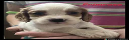 Cockalier dogs for sale: Beautiful Cockaliers - Advert 15