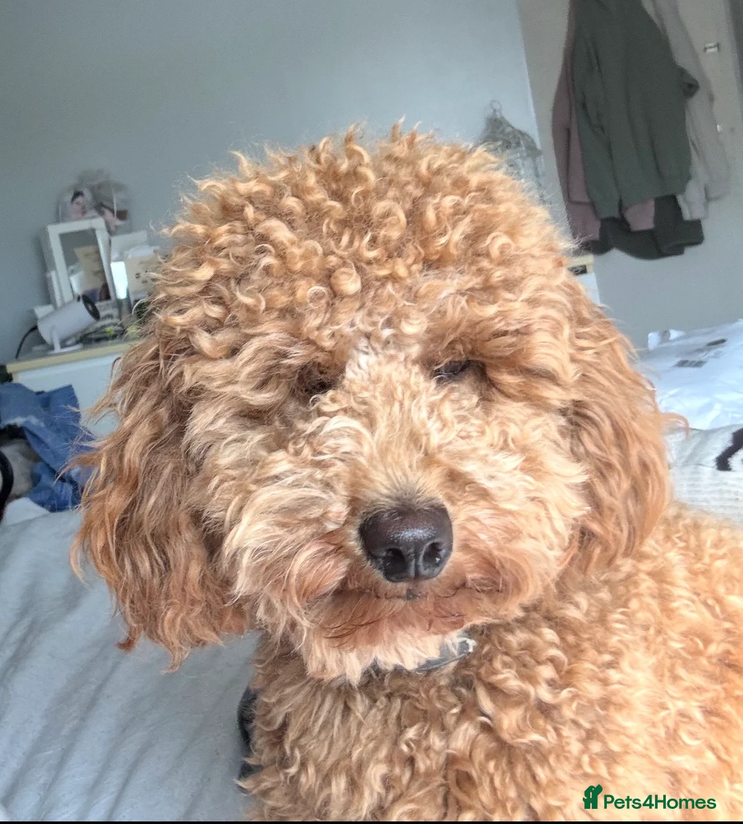 Toy Poodle dogs for stud: Red toy poodle for stud - Advert 2