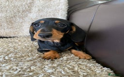 Dachshund dogs for sale: Miniature dachshund’s puppies  - Image 8