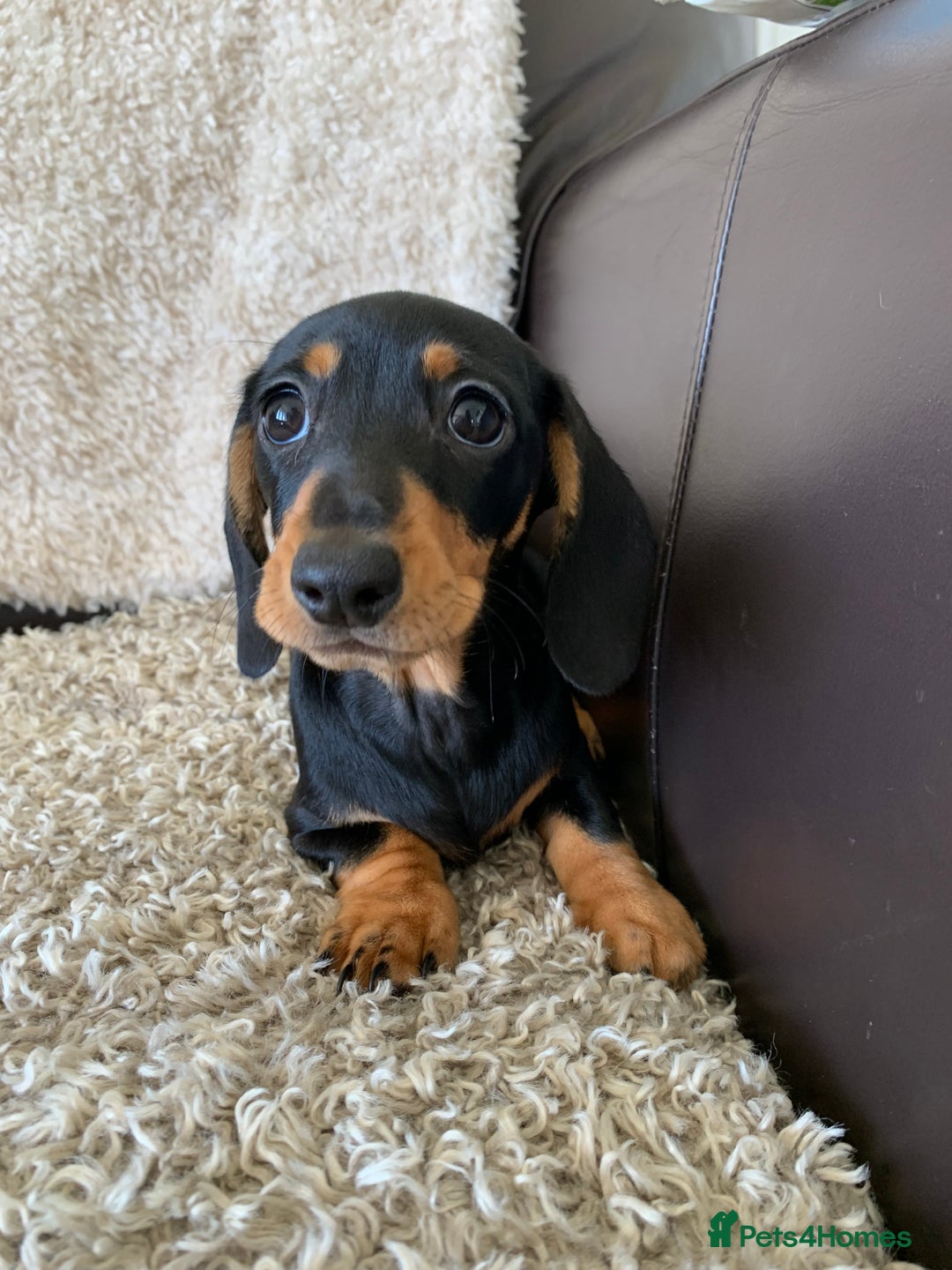 Dachshund dogs for sale: Miniature dachshund’s puppies  - Image 8