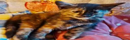 Mixed Breed cats for sale: Lovely Kittens 😻 - Advert 2