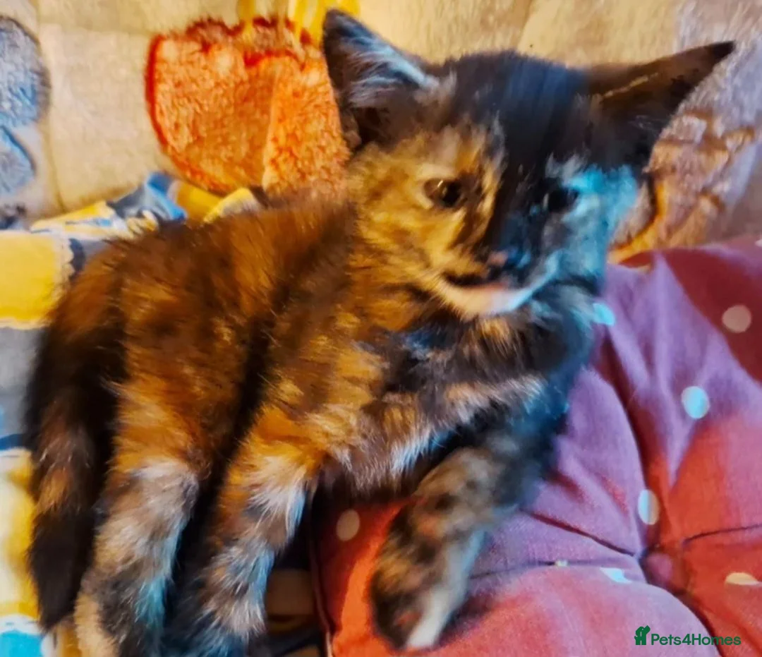 Mixed Breed cats for sale: Lovely Kittens 😻 - Advert 2