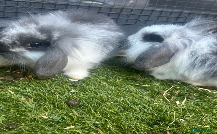 Mini Lion Lop rabbits - Advert 1