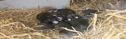 Mixed Breed rabbits for sale: Beautiful baby rabbits for sale in Prenton - Advert 11