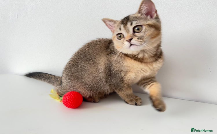 Scottish Fold cats - Advert 19