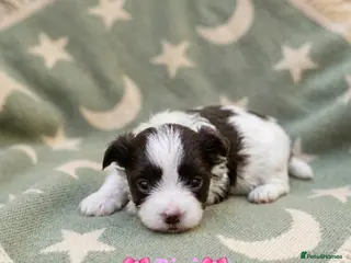 Yorkshire Terrier dogs Stunning Colourful yorkies - Advert 5