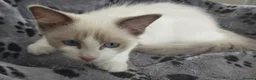 Ragdoll cats for sale: RAGDOLLS SEAL POINT BICOLOUR GIRLS BLUE EYES  - Advert 14