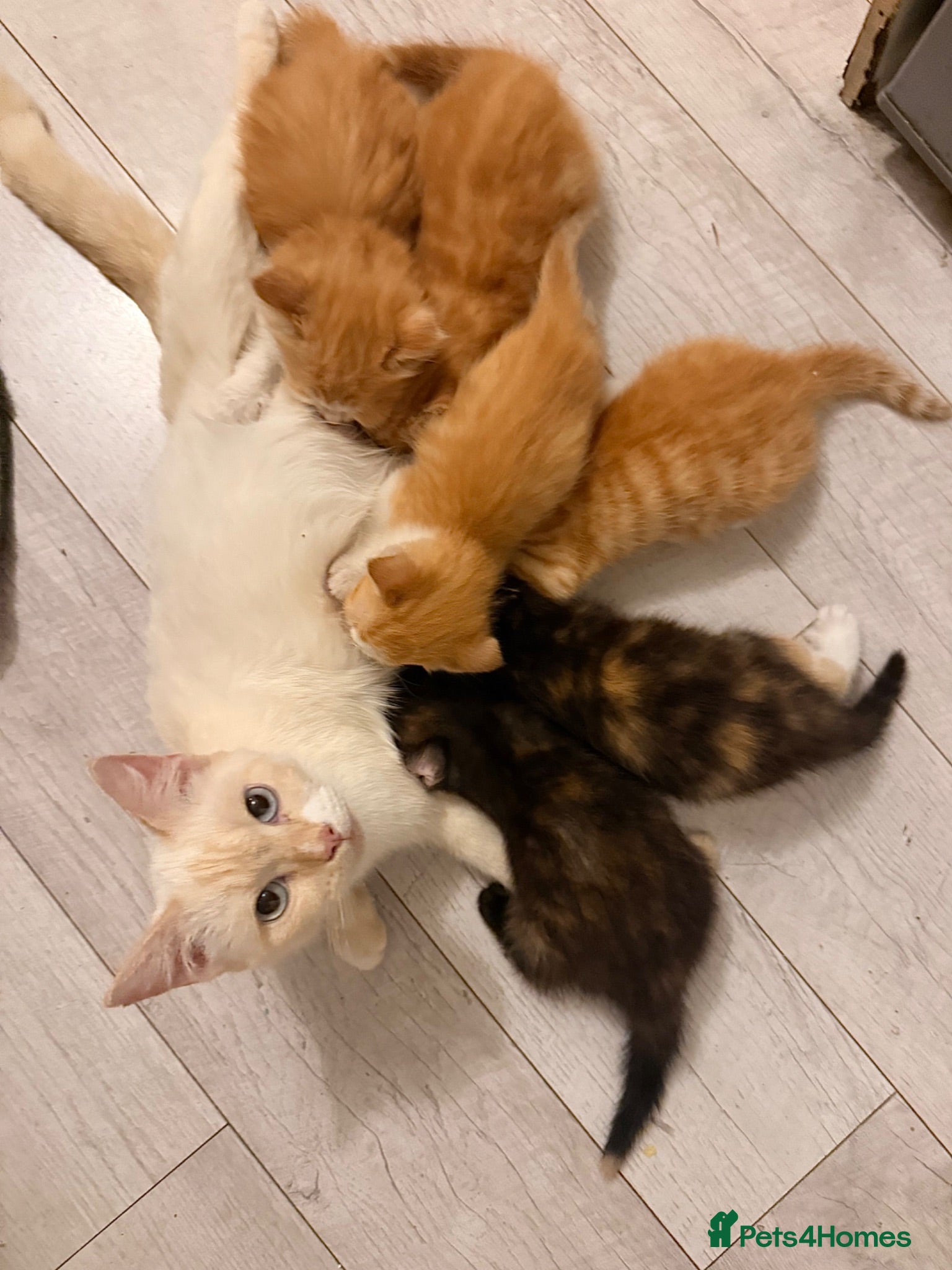 Mixed Breed cats Beautiful Playful Kittens Looking for Loving Homes - Advert 1