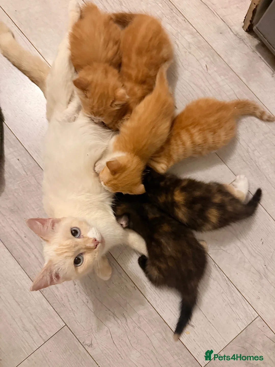 Mixed Breed cats for sale: Beautiful Playful Kittens Looking for Loving Homes in Burton-on-Trent - Advert 1