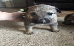 German Shepherd dogs for sale: 10 German Shepard Puppies for sale  - Image 1