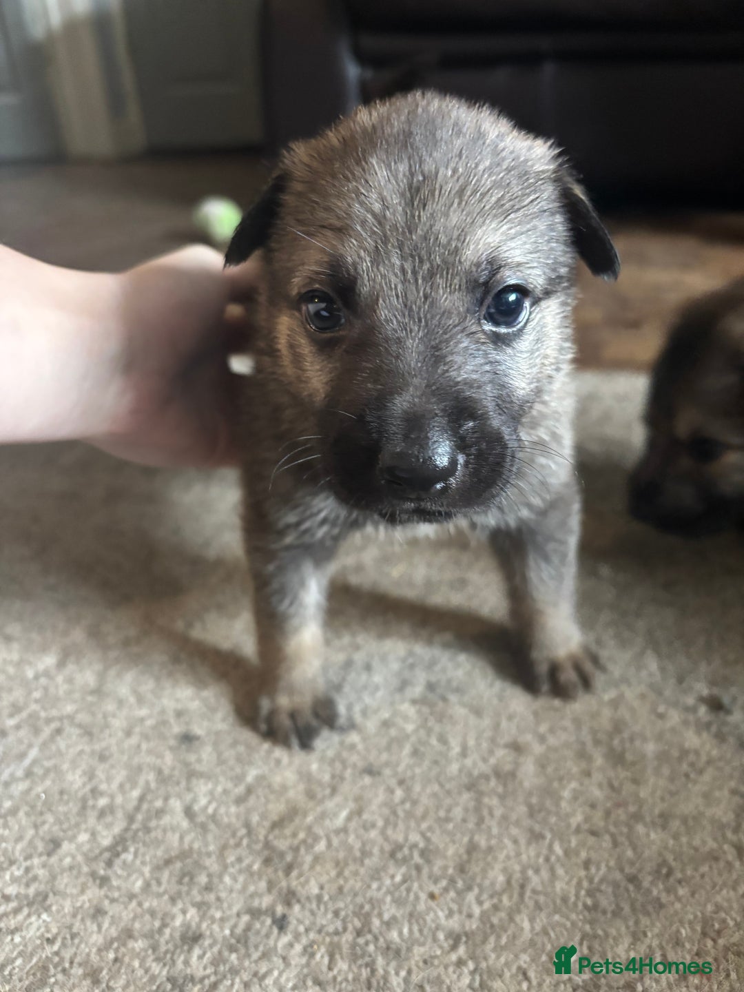 German Shepherd dogs for sale: 10 German Shepard Puppies for sale  - Image 1