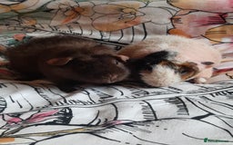 Guinea Pig rodents for sale: Skinny pigs. Various ages + prices. - Image 1