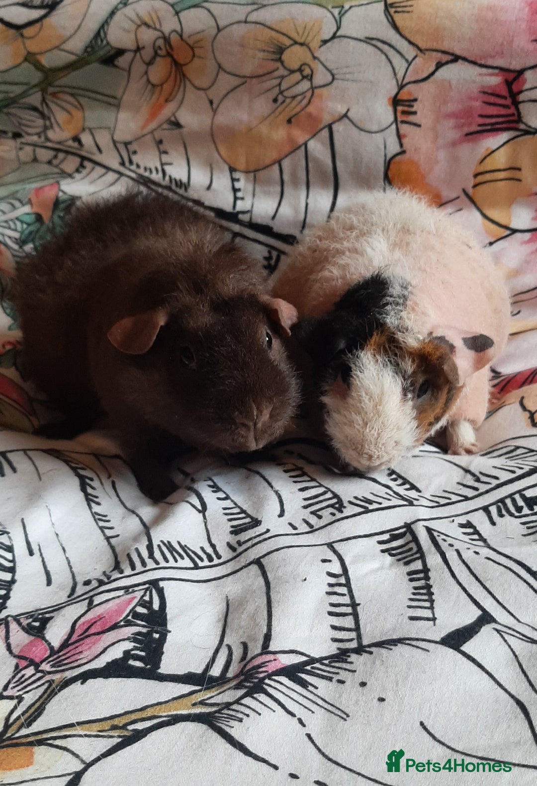 Guinea Pig rodents for sale: Skinny pigs. Various ages + prices. - Image 1