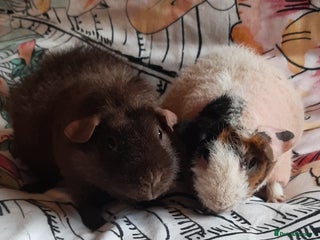 Guinea Pig rodents - Advert 1