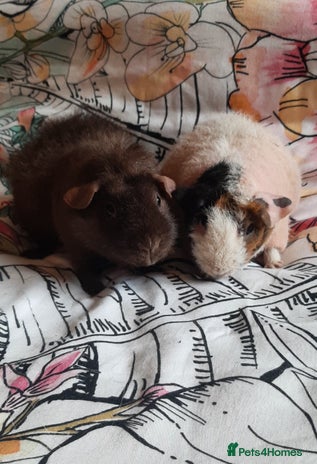 Guinea Pig rodents - Advert 13