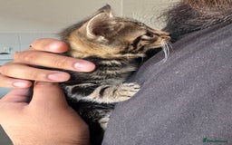 Mixed Breed cats for sale: European shorthair tabby cross kittens available.  - Image 5