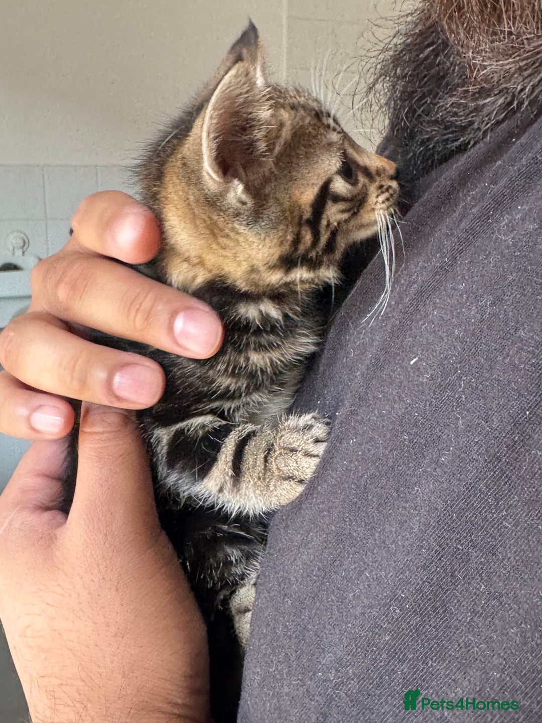 Mixed Breed cats for sale: European shorthair tabby cross kittens available.  - Image 5