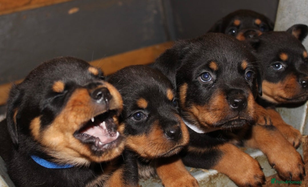 Rottweiler dogs for sale: Stunning Rottweiler Puppies  - Advert 1