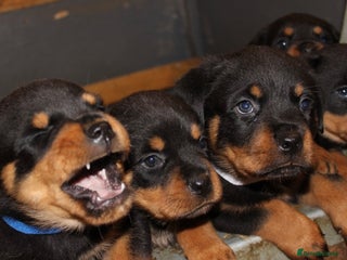 Rottweiler dogs Stunning Rottweiler Puppies - Advert 2