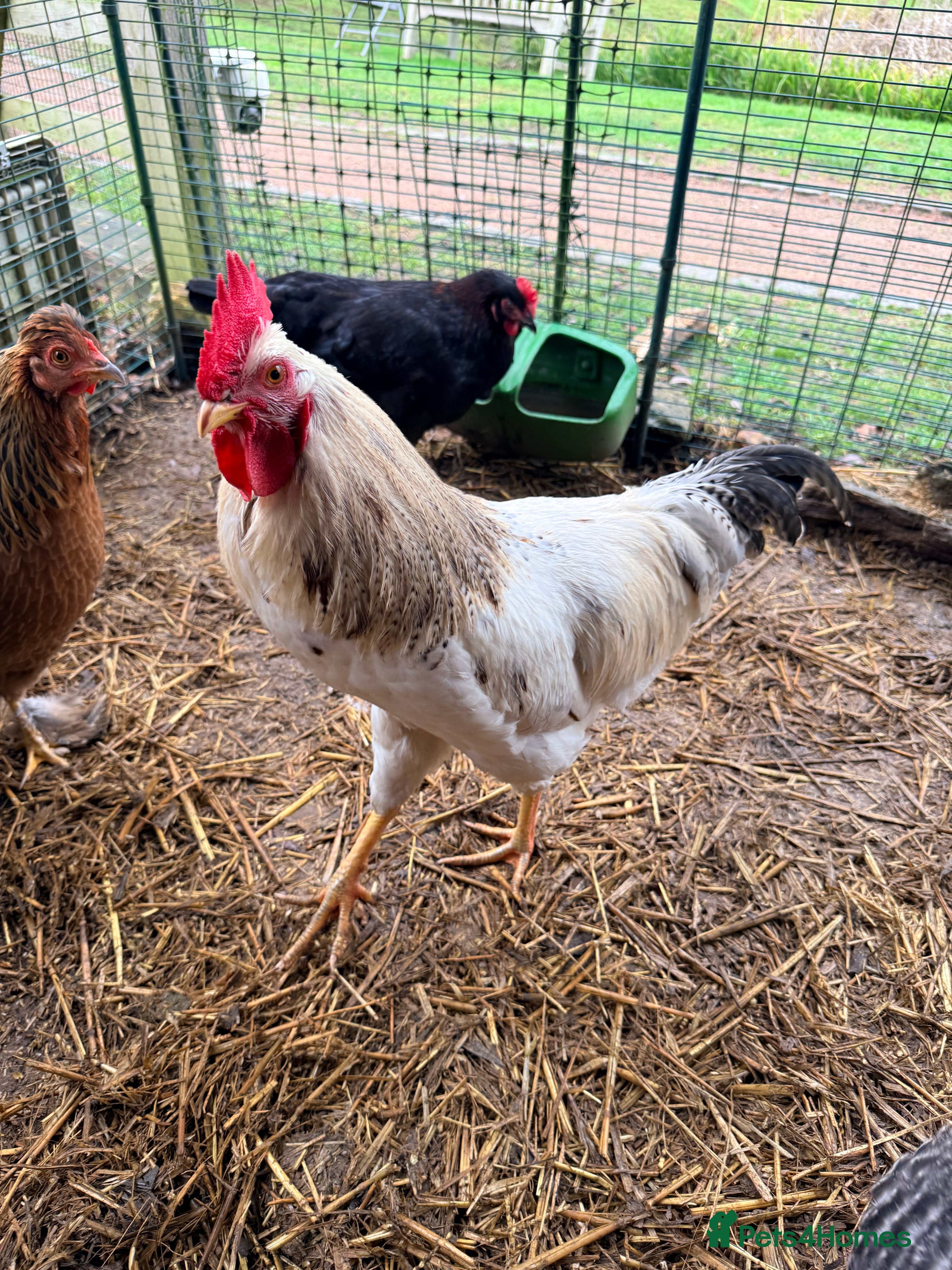 Chickens poultry Cockerel needs rehoming!  - Advert 11