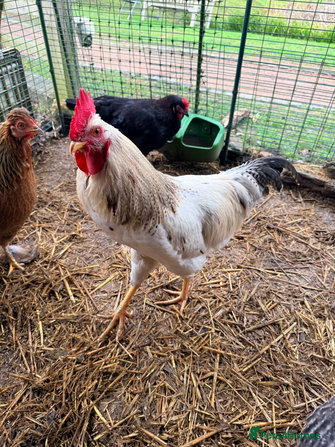Chickens poultry for sale: Cockerel needs rehoming!  - Advert 1