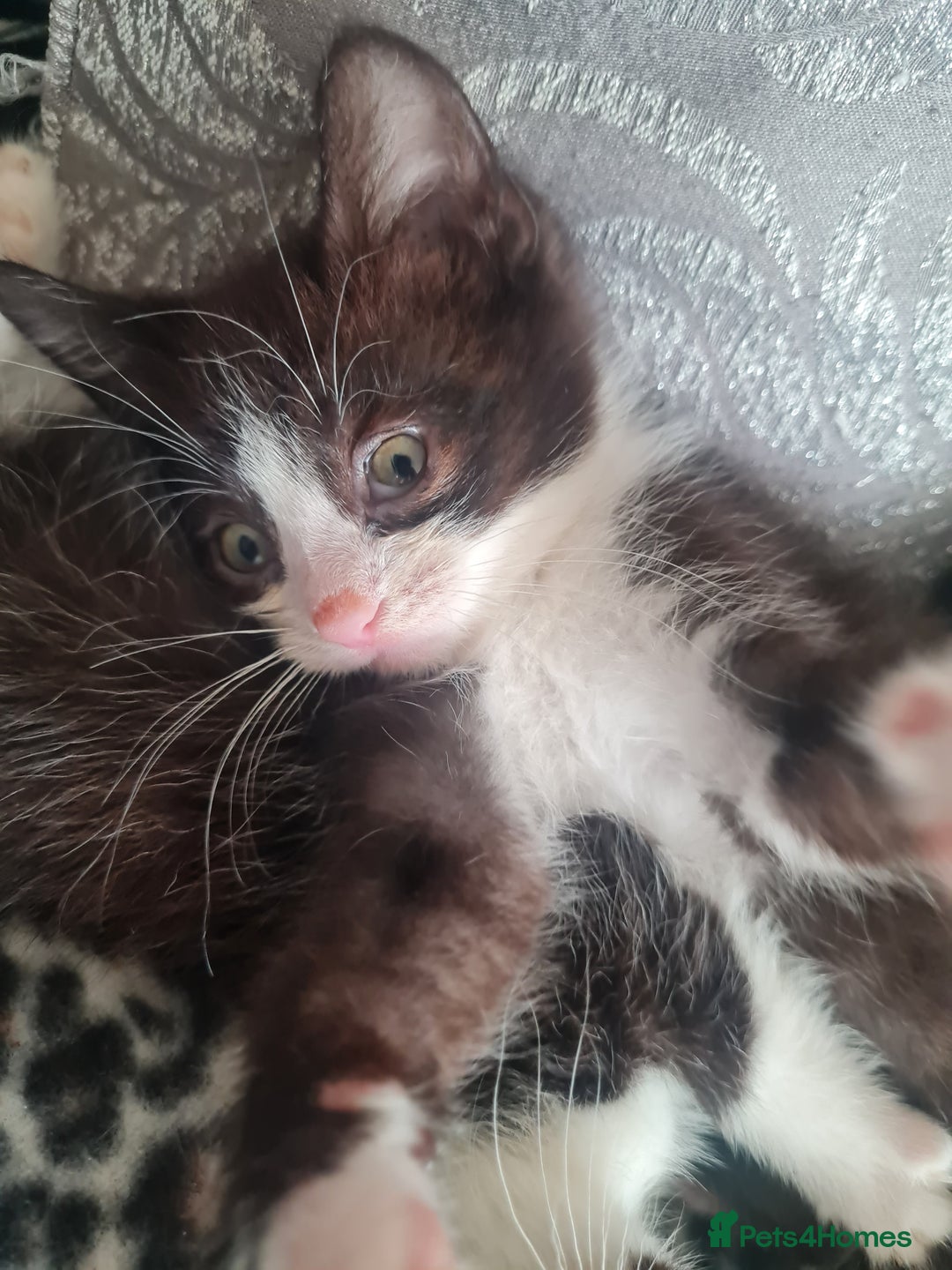 Mixed Breed cats for sale: 1 male 1 female black and white kittens - Image 3