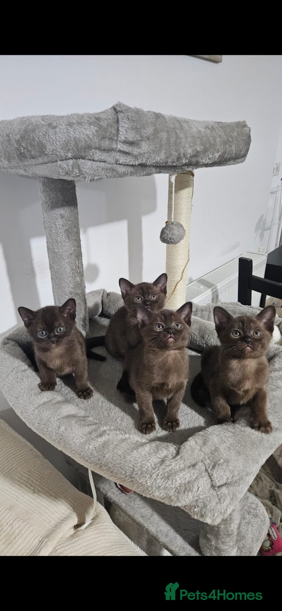 Burmese cats Stunning Pedigree Brown Burmese kittens  - Advert 2