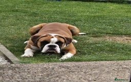 Boxer dogs for sale: Stunning kc reg boxer babies 2 girls remaining  - Image 9