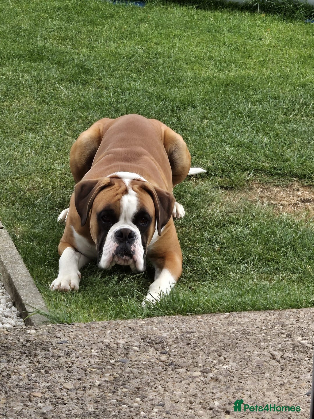Boxer dogs for sale: Stunning kc reg boxer babies 2 girls remaining  - Image 9