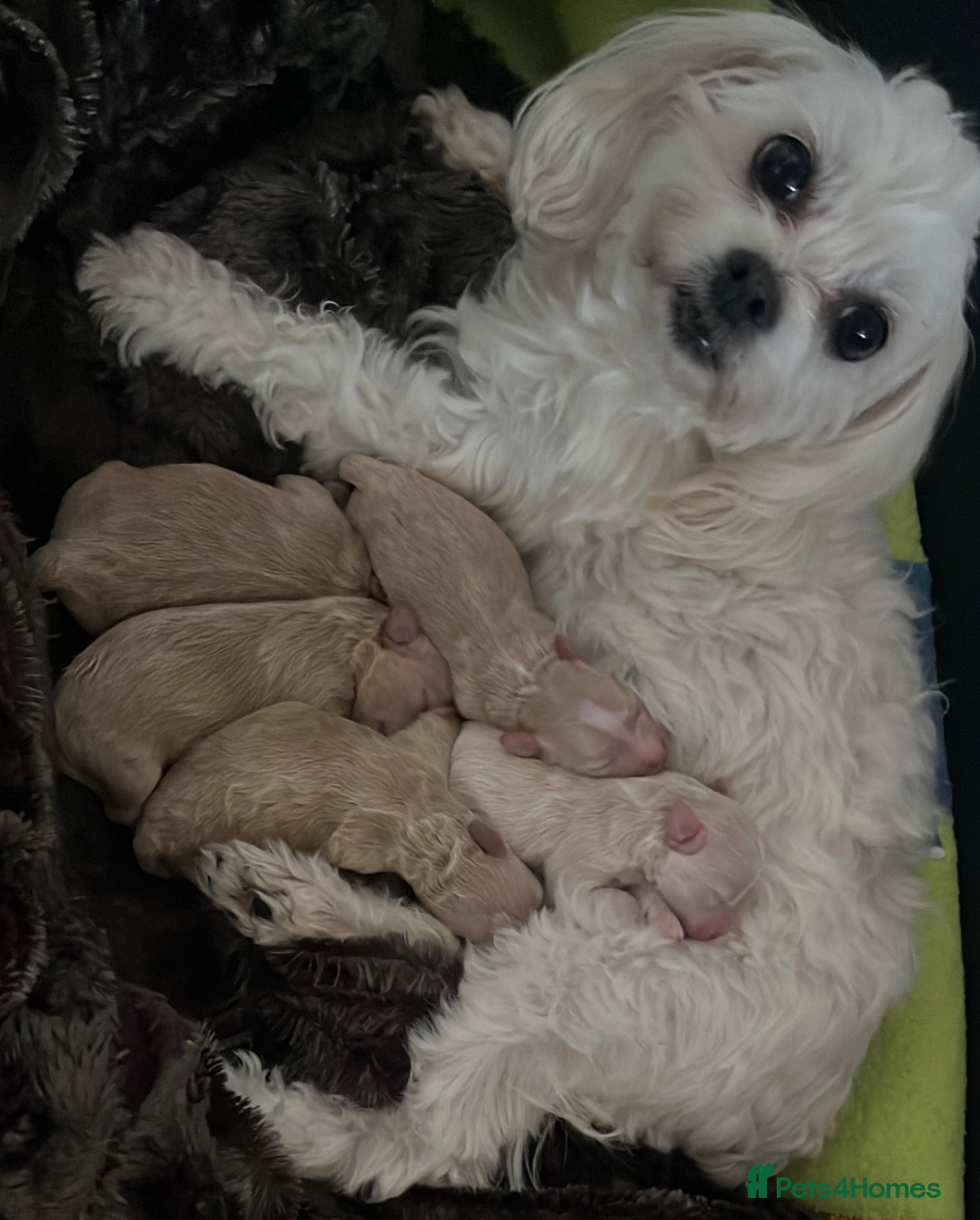 Maltipoo dogs  5 Absolutely Gorgeous Maltipoo Boys  - Advert 7