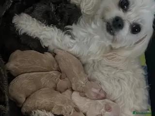 Maltipoo dogs 5 Absolutely Gorgeous Maltipoo Boys - Advert 7