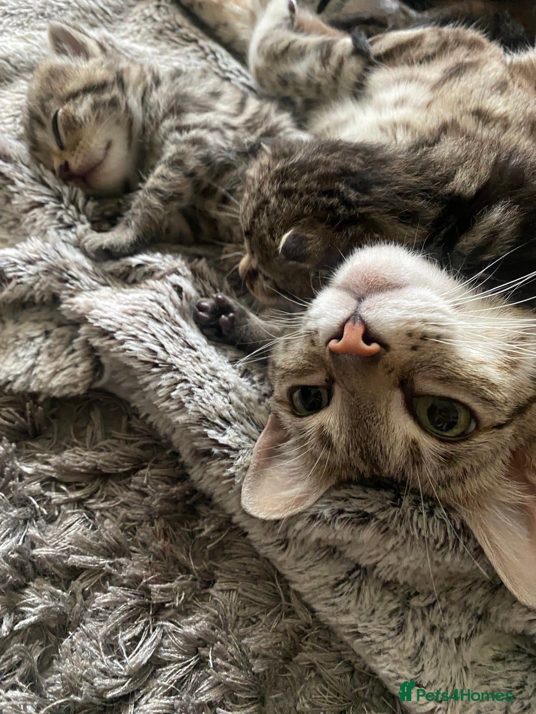 Bengal cats for sale: Mixed Stunning Bengals  - Image 3