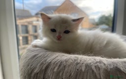 Ragdoll cats for sale: 🌟 Stunning Ragdoll Kittens 🌟 - Image 3