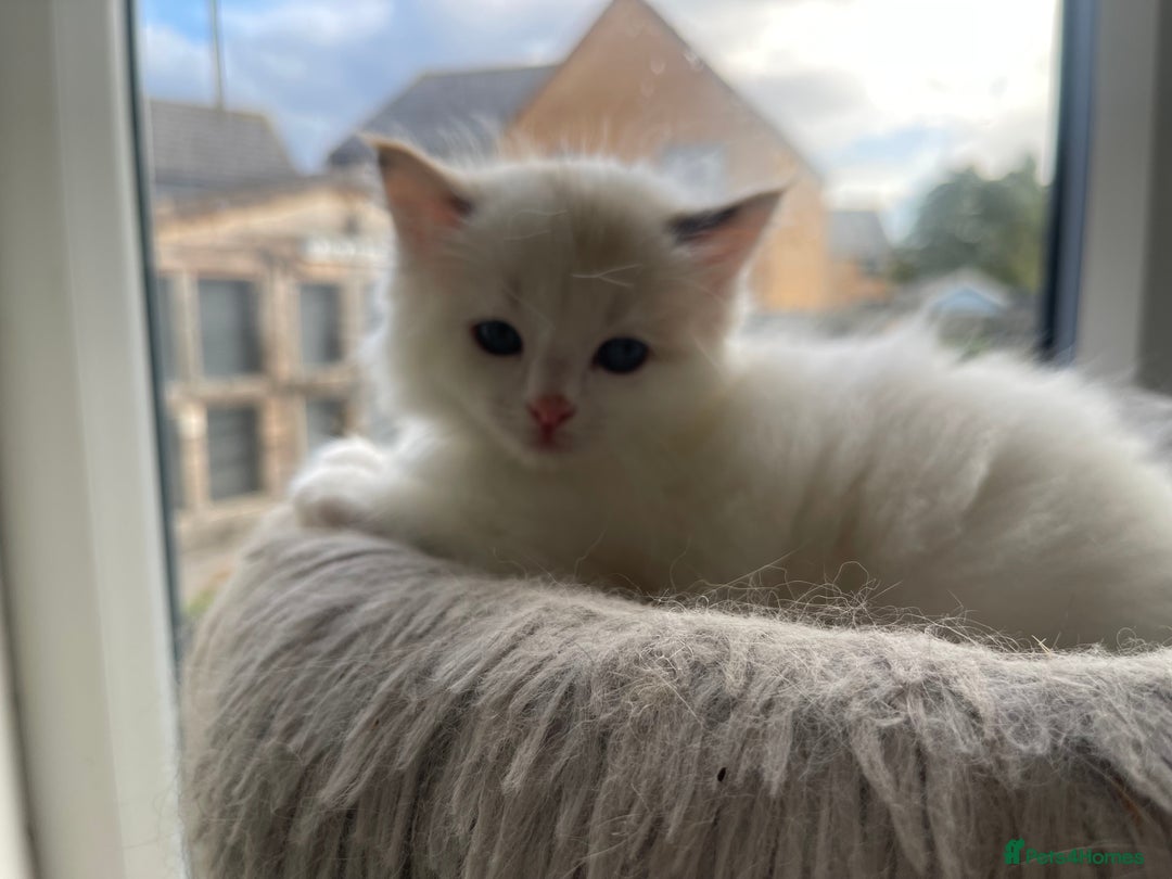 Ragdoll cats for sale: 🌟 Stunning Ragdoll Kittens 🌟 - Image 3