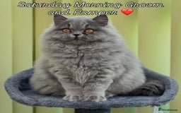 British Longhair cats for sale: Beautiful British Blue Longhair Kitten - Image 2