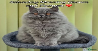 British Longhair cats - Advert 2
