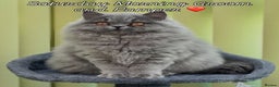 British Longhair cats for sale: Beautiful British Blue Longhair Kitten - Advert 2