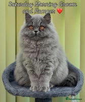 British Longhair cats - Advert 8
