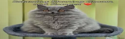 British Longhair cats for sale: Beautiful British Blue Longhair Girl  - Advert 7