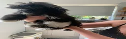 Lhasa Apso dogs for sale: Beautiful Lhasa boys for sale - Advert 9