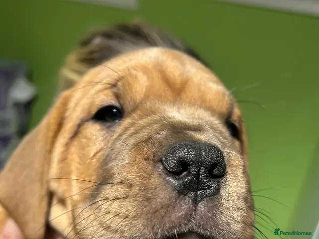 Mixed Breed dogs Dogue de Bordeaux and boerboel mix puppies - Advert 2