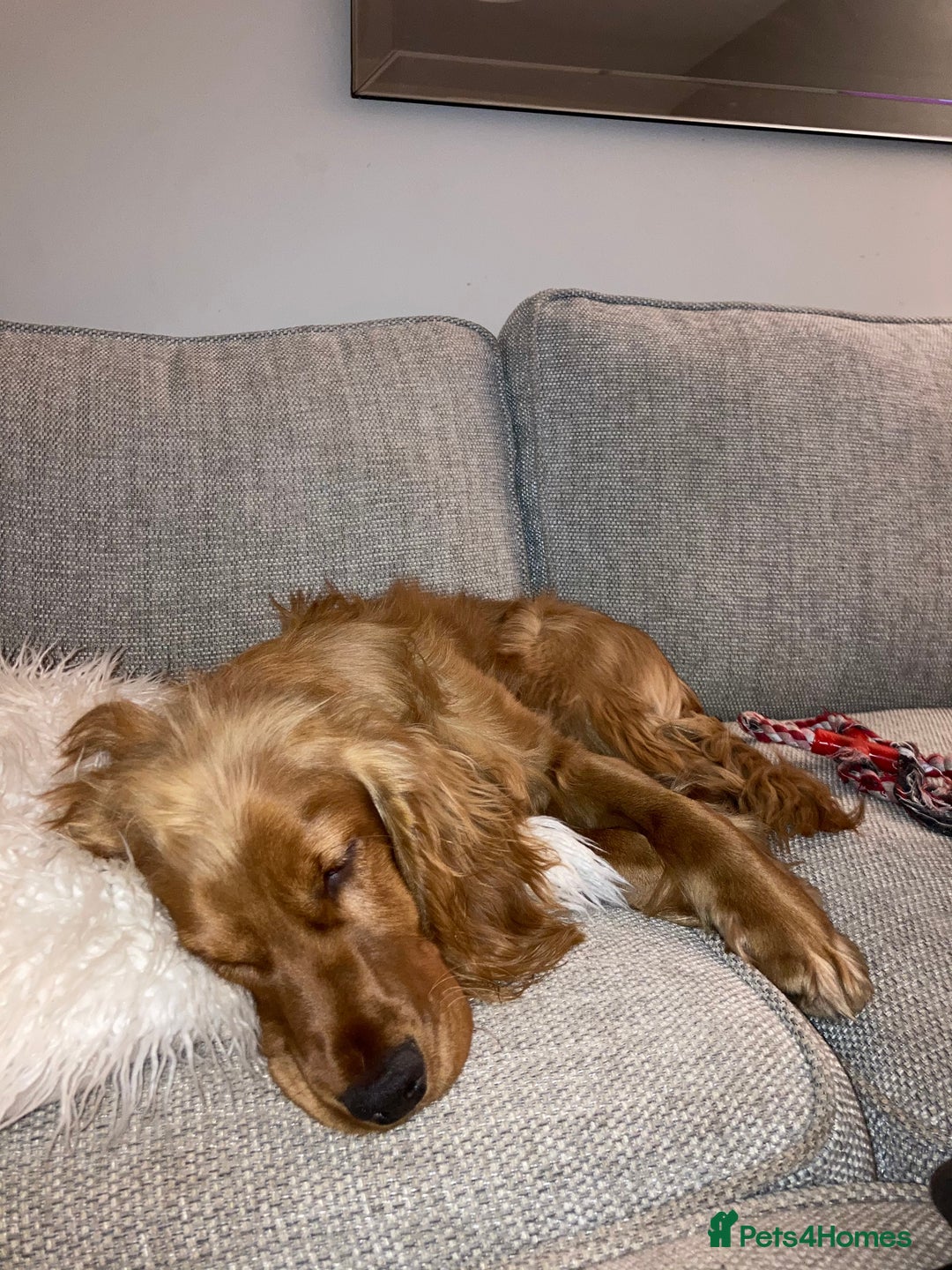 Cocker Spaniel dogs for stud: Working Cocker Spaniel in Bridgend - Image 2