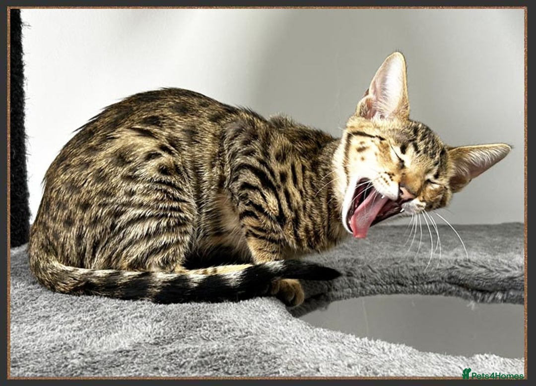 Savannah cats for sale: Ready to go F5 SBT Savannah kittens in Bingley - Image 15