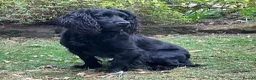 Cocker Spaniel dogs for stud: Beautiful Black WCS - Advert 1